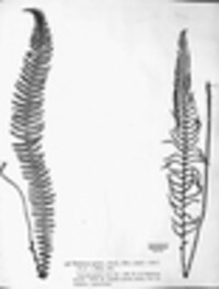 Struthiopteris spicant image
